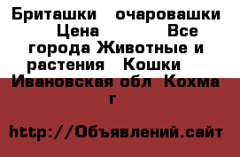 Бриташки - очаровашки.  › Цена ­ 3 000 - Все города Животные и растения » Кошки   . Ивановская обл.,Кохма г.